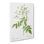Musk Roses In White By Pierre Joseph Redoute Vintage Canvas Wall Art Print Ready to Hang, Framed Picture for Living Room Bedroom Home Office Décor, 24x16 Inch (60x40 cm)