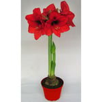 Juleblomster Amaryllis Rød 1-2-Grenet