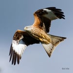 RSPB Greeting Sound Card By Really Wild Cards - Red Kite