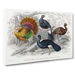 Wild Turkey & Curassow Birds By Oliver Goldsmith Vintage Canvas Wall Art Print Ready to Hang, Framed Picture for Living Room Bedroom Home Office Décor, 30x20 Inch (76x50 cm)