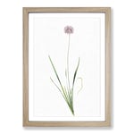 Big Box Art Mouse Garlic Flower by Pierre-Joseph Redoute Framed Wall Art Picture Print Ready to Hang, Oak A2 (62 x 45 cm)