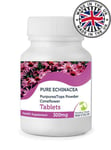 Echinacea 300mg Dry Extract 30 Tablets UK 4% Echinacoside