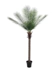 EUROPALMS Phoenix palm deluxe, artificial plant, 220cm, Europalms Fenixpalm Deluxe, 220cm