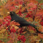 RSPB Greeting Sound Card By Really Wild Cards - Blackbird