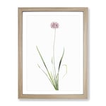Mouse Garlic Flower By Pierre Joseph Redoute Vintage Framed Wall Art Print, Ready to Hang Picture for Living Room Bedroom Home Office Décor, Oak A2 (64 x 46 cm)