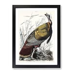 Wild Turkey By John James Audubon Vintage Framed Wall Art Print, Ready to Hang Picture for Living Room Bedroom Home Office Décor, Black A2 (64 x 46 cm)