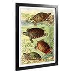 Big Box Art Framed Print of Vintage Fleischmann. Josef American Turtles Design | Wall Art Picture | Home Decor for Kitchen, Living Room, Bedroom, Hallway, Black, A2 / 24.5x18 Inch / 62x45cm