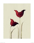 The Art Group Nicola Evans (Tulips I) -Art Print 40 x 50cm, Paper, Multicoloured, 40 x 50 x 1.3 cm