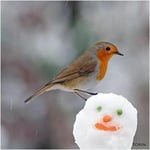 Greeting Sound Card By Really Wild Cards - Robin In Snow