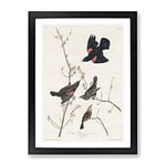 Red Winged Starling By John James Audubon Vintage Framed Wall Art Print, Ready to Hang Picture for Living Room Bedroom Home Office Décor, Black A4 (34 x 25 cm)