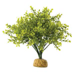 Exo Terra Boxwood Bush