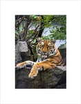 Wee Blue Coo Photo Zoo Big Cat Tiger Stripes Cool Nature Animal Wall Art Print