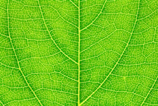 Leaf texture leaf background for design with copy space for text or image Leaf motifs that occurs natural