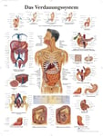 3B Scientific Anatomical Chart 'The Digestive System', VR0422UU