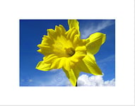 Wee Blue Coo SUNNY YELLOW DAFFODIL SKY BRIGHT HAPPY BLACK FRAMED ART PRINT PICTURE B12X9316