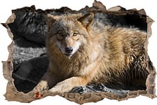 pixxp Rint 3D WD s4760 _ 62 x 42 ruhender Beau Loup avec Fourrure Marron percée 3D Sticker Mural Mural en Vinyle Noir/Blanc 62 x 42 x 0,02 cm