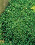 Krypoxbär småbladigt 'Eichholz' CO, 20-30 cm 5-p