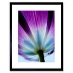 Wee Blue Coo PURPLE TULIP FLOWERS BLOOM BLACK FRAME FRAMED ART PRINT PICTURE MOUNT B12X8039