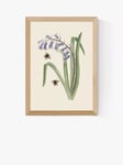 EAST END PRINTS Natural History Museum 'Bee & Hyacinth' Framed Print