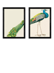 EAST END PRINTS Natural History Museum 'Peacock' Framed Print, Set of 2