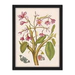 Artery8 Merian Metamorphosis Pink Flowers Insects Painting Artwork Framed Wall Art Print 18X24 Inch