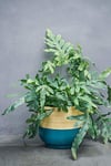 Ivyline Pot de Fleurs en Bambou Bleu Sarcelle - 19 cm