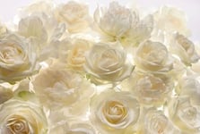 Komar XXL4-007 368 x 248 cm "Shalimar Ivory Roses Flower Floral" Wallpaper Mural - White/Off-White (Pack of 4)