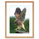 Wee Blue Coo Photo Kestrel Bird Prey Raptor Action Framed Wall Art Print