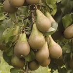 YouGarden Pear 'Conference' Patio Fruit Tree, Bare Root 1.35-1.45m Tall, Bare Root Fruit Tree for Your Garden, Grow Your Own Pear Tree in UK Gardens