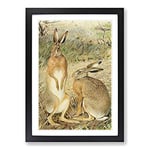 Big Box Art Vintage Karl Ludwig Hartig Hare Framed Wall Art Picture Print Ready to Hang, Black A2 (62 x 45 cm)