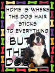 Shawprint Bernese Mountain Dog Fridge Magnet 100mm x 75mm HOME IS WHERE THE DOG HAIR STICKS TO EVERYTHING BUT THE DOG Novelty Gift