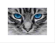 Wee Blue Coo NATURE CAT BLUE EYE TABBY PET BLACK FRAMED ART PRINT B12X4077