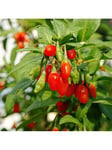 You Garden Goji Berry 'Instant Success' 2L Potted Plant