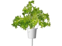 Click &Amp  Grow Frön För Smart Kruka - Sallat (Ekbladig Sallat), 3St.