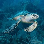 Endangered Species Greeting Sound Card By Really Wild Cards - Marine Turtle