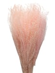 Cooee Design Dried Flowers Feather Pampas Rosa