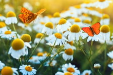 Different beautiful butterflies fluttering and sitting on a bright meadow on a gentle Bellamy flowers daisies on a Sunny summer day