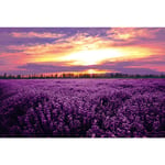 XYDXDY 1500 Piece Puzzle Lavender Love Sea Funny Adult Puzzles Entertainment Toy Gift For Home Wall Decoration