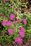 Rosenspirea 'Anthony Watarer' 15-30 cm 10-p