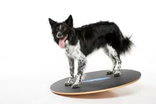 FitPAWS FitPAWS Wobble Board - 90cm