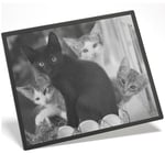 Placemat Mousemat 8x10 BW - Cute Kittens Black Tabby Ginger Cat  #43908