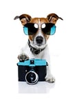 Wee Blue Coo Photo Jack Russell Dog Shades Camera Wall Art Print