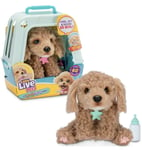 Little Live Pets My Really Real Puppy: Curley The Cavapoo CHRISTMAS 2024 TOY