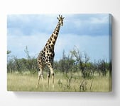 Giraffe In The Wilds Of Namibia Canvas Print Wall Art - Double XL 40 x 56 Inches