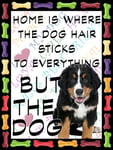 Shawprint Bernese Mountain Dog Fridge Magnet 100mm x 75mm HOME IS WHERE THE DOG HAIR STICKS TO EVERYTHING BUT THE DOG Novelty Gift