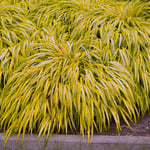 Prydnadsgräs Omnia Garden Hakonegräs Hakonechloa Macra Stor Kruka