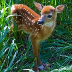 Greeting Sound Card By Really Wild Cards - Deer