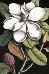 The Dybdahl Co. - Affisch Blooming White Magnolia - Vit