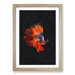 Big Box Art The Siamese Fighting Fish Painting Framed Wall Art Picture Print Ready to Hang, Oak A2 (62 x 45 cm)