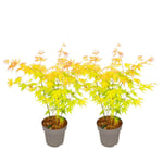 Japansk lönn - Set om 2 - Acer palm. 'Orange Dream' - Höjd 35-55cm - ⌀15cm